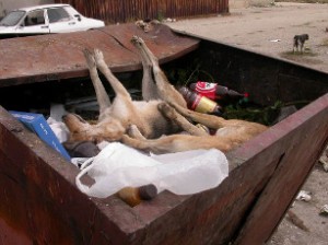 Poisoned dogs, Romania (Photo: FNPA)