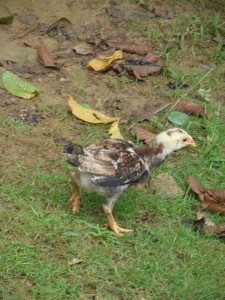 Chick - Paraty, Brazil, 2012
