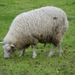 Sheep - Alton, UK, 2012