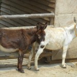 Donkeys - Il rifugio degli asinelli, Sala Biellese, Italy, 2013